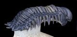 Flying Crotalocephalina Trilobite - Spectacular #39089-5